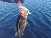 Lake Okeechobee Bass
